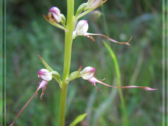 Himantoglossum caprinum