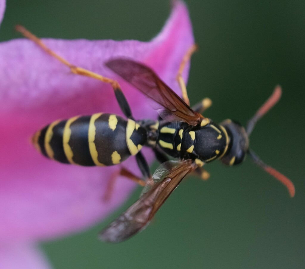 European Paper Wasp from Lindhorst, Deutschland on July 28, 2023 at 07