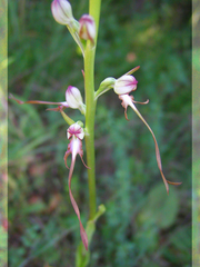Himantoglossum caprinum