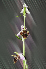 Ophrys oestrifera