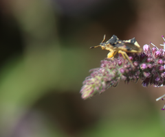 Phymata chilensis chilensis