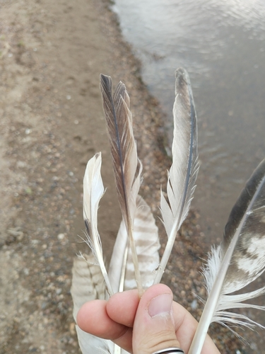 Plume de Harle bièvre