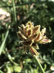 Cyperus marginatus
