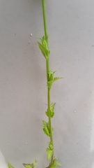 Triodanis biflora