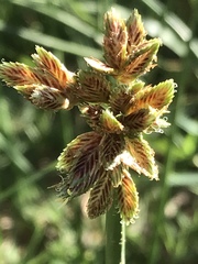 Cyperus marginatus