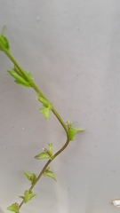 Triodanis biflora