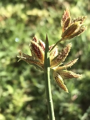 Cyperus marginatus