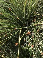 Afroscirpoides dioeca