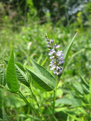 Orbexilum onobrychis