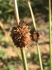 Afroscirpoides dioeca