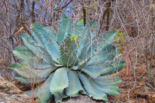 Agave seemanniana