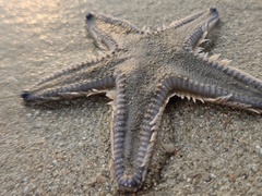 Astropecten indicus