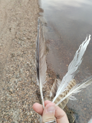 Plume de Harle bièvre