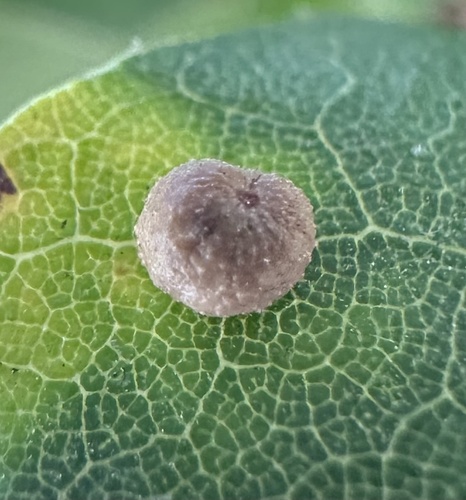 iNaturalist observation photo of Pumpkin Gall Wasp