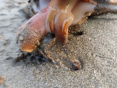 Tibia insulaechorab