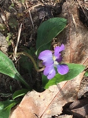 Viola sagittata
