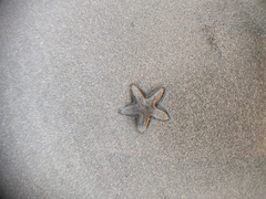 Astropecten indicus