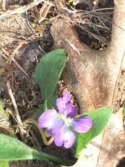 Viola sagittata