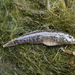 Proterorhinus semipellucidus - Photo (c) Alexey Katz,  זכויות יוצרים חלקיות (CC BY-NC), הועלה על ידי Alexey Katz