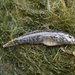 Caspian Tubenose Goby - Photo (c) Alexey Katz, some rights reserved (CC BY-NC), uploaded by Alexey Katz