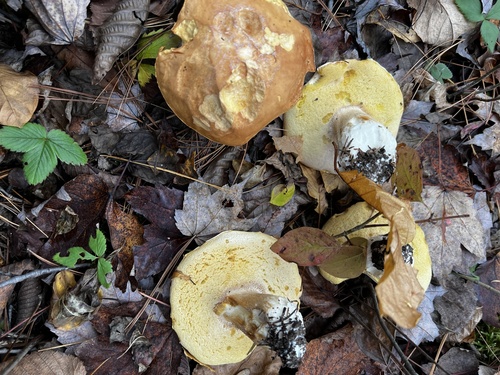 Boletus edulis (Photo 3 of 4)