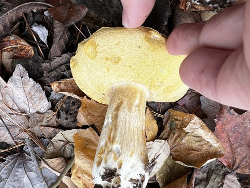 Boletus edulis (Photo 4 of 4)
