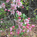 Southern Crabapple - Photo (c) Jacob Malcom, some rights reserved (CC BY-SA), uploaded by Jacob Malcom