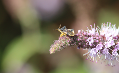 Phymata chilensis chilensis