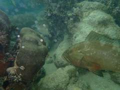 Epinephelus morio