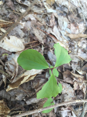 Trillium catesbaei