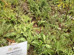 Cirsium fontinale