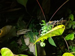 Pseudophasma bispinosum