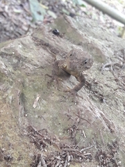 Xenosaurus newmanorum