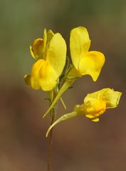 Linaria viscosa