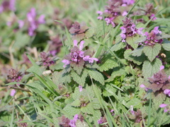 Lamium purpureum