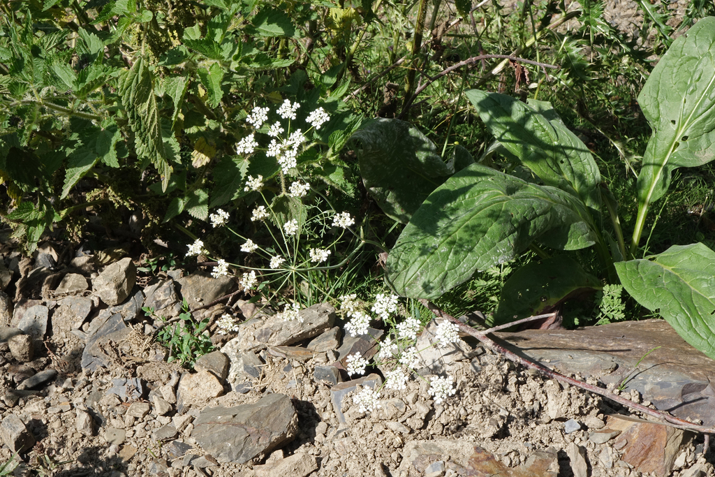 Astrodaucus orientalis; photograph (c) Oleg Kosterin, some rights reserved (CC BY)