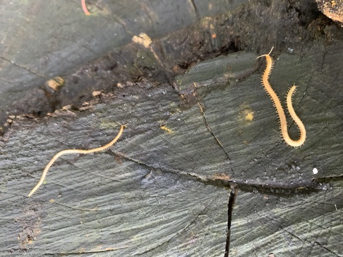 Western Yellow Centipede, Bennekom, NL , photo 7 of 10