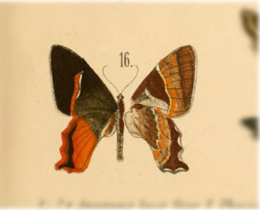 Erateina latipennis