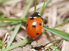 Coccinella septempunctata