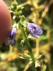 Salvia stenophylla
