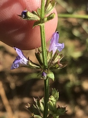 Salvia stenophylla