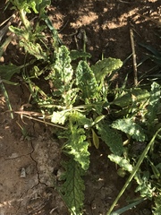 Salvia stenophylla