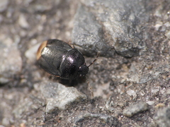 Legnotus limbosus
