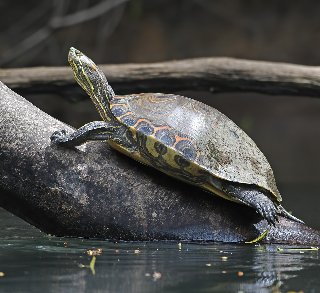 Mesoamerican Slider from Heredia, Sarapiquí, Costa Rica on March 5 ...