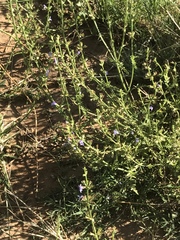 Salvia stenophylla