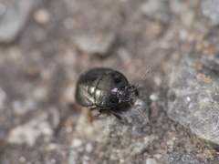 Legnotus limbosus