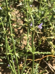 Salvia stenophylla