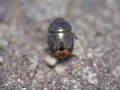 Legnotus limbosus