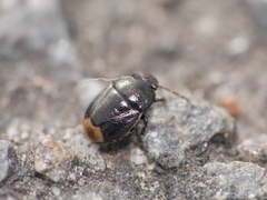 Legnotus limbosus