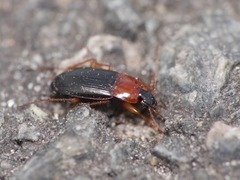Calathus melanocephalus